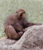 poker monkey